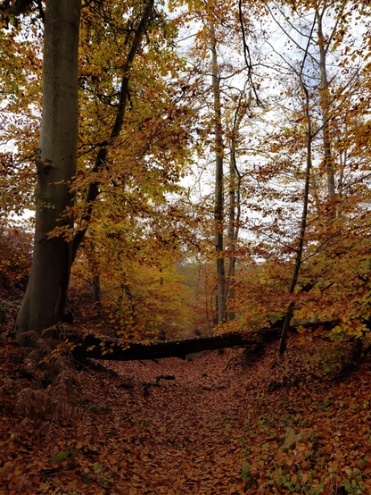 Un chemin tapissé de feuilles mortes dans une forêt aux couleurs d'automne. Il y a un grand arbre à gauche et un tronc noir barre le chemin. Les couleurs dominantes sont le roux et le doré.