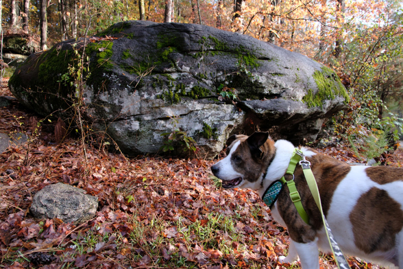 A white and brown dog standing at the bottom right, in front of a large rock and a lot of fallen leaves