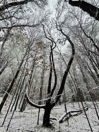 A large tree shaped like a chalice, with  dramatic curling branches, reaches for the sky.  Many other trees in the forest stand around this tree in reverence and there is no question who reigns over the forest. This wise old tree is filled with forest spirits which give shape to its form as it reaches from deep below the ground up to the sun and stars. 