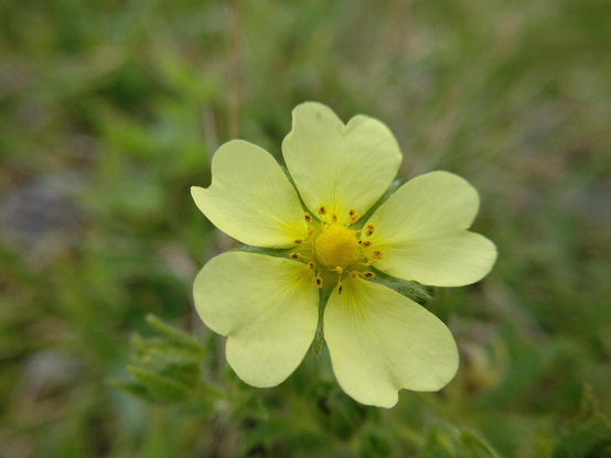 A photograph of a yellow flower