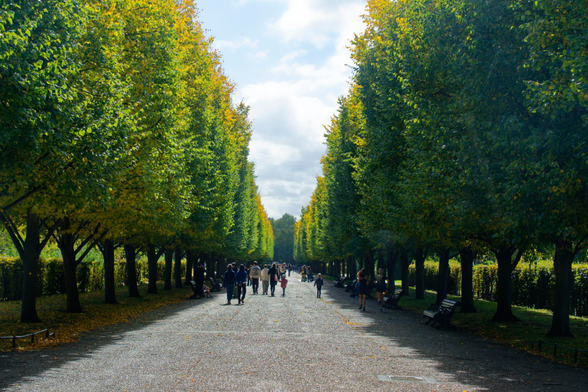The straight path of the Avenue Gardens in Regents Park is bounded by trees whose leaves are turning yellow. There are a bunch of people walking on the path.