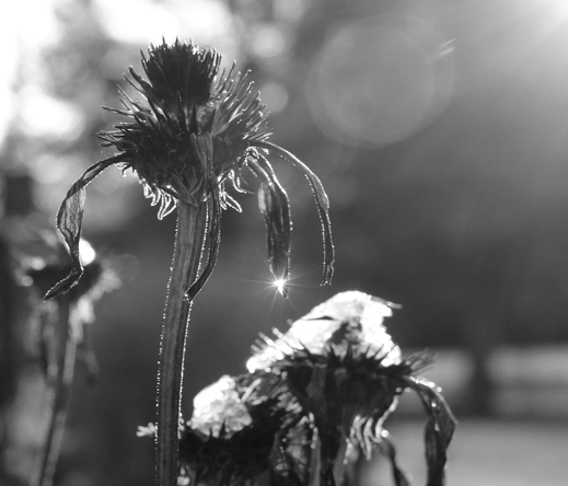 A black and white photograph of dried echinacea flowers still on their stems after a snowfall. A close-up focuses on one in the foreground, its spiky, ball-shaped center with a few long petals still clinging around it. At the tip of one petal, the sun makes a droplet of water shine brightly, like a star. Behind them, other flowers still have a cap of snow, which the sun is also melting. Points and rays of light are visible in the background.

Photographie noir et blanc de fleurs séchées d'échinacées encore sur leur tige, après une chute de neige. Un gros plan est fait sur l'une à l'avant-plan, avec son centre en forme de boule avec des piquants et quelques longs pétales encore accrochés autour. Au bout de l'un des pétales le soleil fait briller vivement une goutte d'eau, comme une étoile. Derrière, d'autres feurs ont encore un chapeau de neige, qu le soleil est aussi en train de faire fondre. Des points et des rayons de lumière sont visibles en arrière-plan.