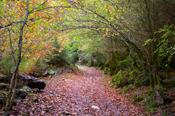 Fotografia de un camino cubierto de hojarasca sobre el que hay una boveda de ramas.