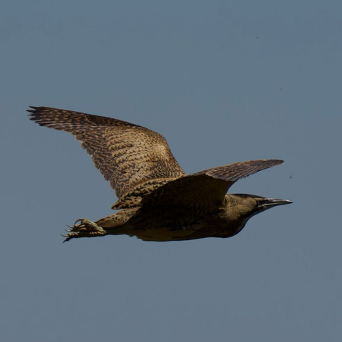 The image captures a Bittern in flight against a pale blue sky. The bird displays its cryptic, patterned brown and black plumage across its body and broad wings. Its head is held forward, showing a long, sharp bill. Talons are visible beneath its body.
#Birds #lukehaigh #birdwatching #photography