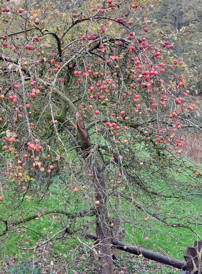 Apfelbaum mit vielen roten Früchten, der die Blätter schon abgeworfen hat. Ein Ast ist abgebrochen, wohl wegen der vielen Äpfel, die niemand erntet.