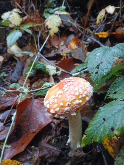 Emerging mushroom 
On the forest floor.

Amanita muscaria