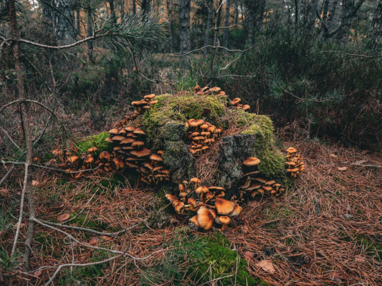 Collection of mushrooms