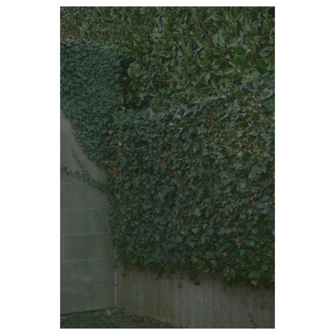 Zwei graue Betonmauern treffen in einer Ecke aufeinander. Beide sind mit Efeu bewachsen. Im Hintergrund steht eine Hecke aus grünem Kirschlorbeer. Durch die Verschachtelung entstehen grafische Flächen aus grün. 