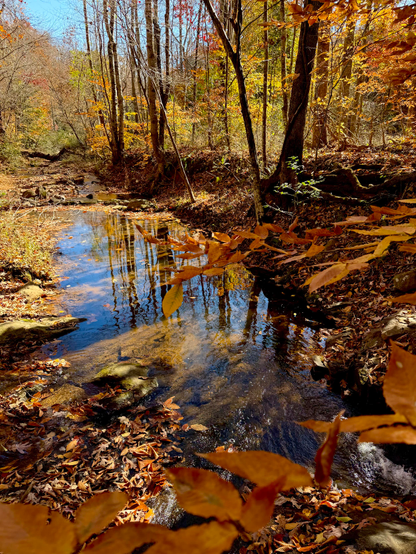 Calm section of the creek, reflecting the yellow and orange leaves of an afternoon forest