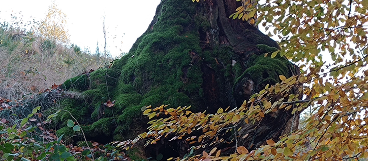 Bemooste Baumwurzel im Zentrum. Hintergrund ein grauer Himmel links Hanglage mit diversen Pflanzen rechts ein kleiner bunter Herbstbaum 