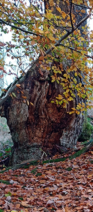 Offene zerfurchte Baumwurzel, im Vordergrund buntes Herbstlaub 