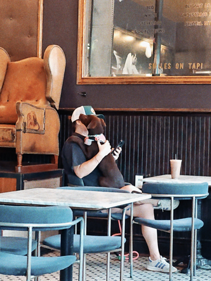 Dog sitting up in its owner’s lap in a coffee shop. 