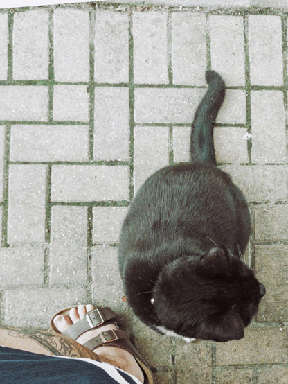 Friendly outdoor cat. 