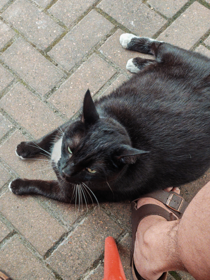 Friendly outdoor cat. 
