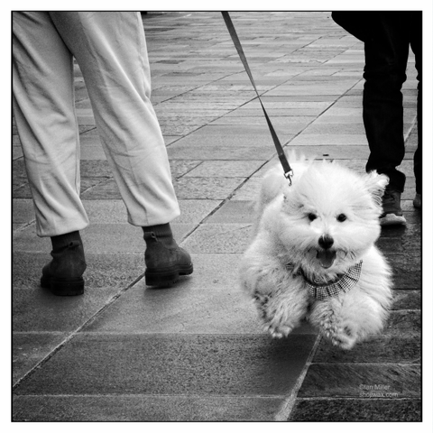 A fluffy white dog wearing a bow tie is joyfully running on a leash, with two people walking in the background. The photo is in black and white and captures the playful energy of the dog.