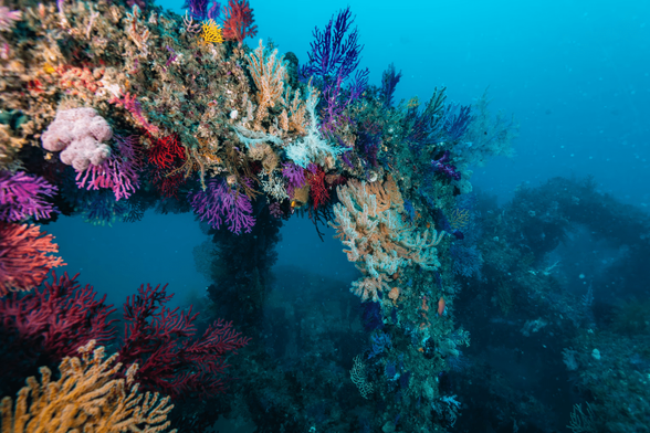 A colorful collection of coral, on the seafloor off Japan