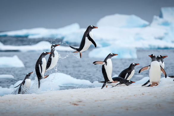 Penguins leap out of the water
