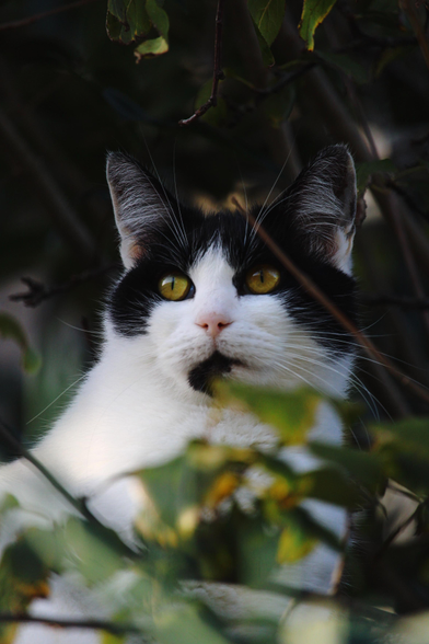 Photo d'un chat noir et blanc, tranquillement installé sur un mur, au milieu des branches d'arbres.
Il regarde au loin et ne m'adressera qu'un ou deux regards pendant plusieurs minutes! ^^'