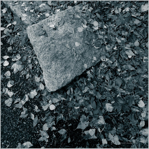 A black and white photograph of dead leaves blown up to a squared off piece of granite reveals the rough, coarse grain of the rock and the interesting textures of thecdried leaves. The leaves, a mix of  rounded dentate poplar, bristly lobed red oak, oval elm and palmate maple, are variously curved, flat or crumpled. The veination in each is different, but all radiating from a central vein in various shades of gray.

The textures are the dominant theme.