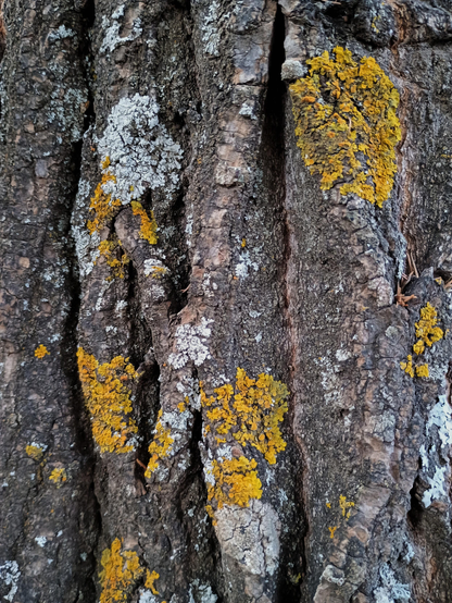 Líquenes sobre un tronco