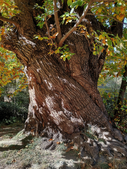 Tronco de castaño milenario