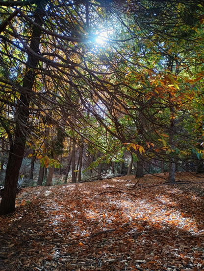 Paisaje bajo los árboles un día de otoño 