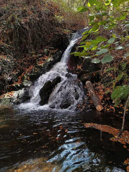 Caída de agua en un bosque 