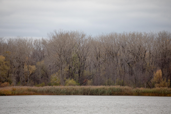 Un marais dont la rive opposée est bordée d'une large bordure de roseaux communs et d'arbres sans leurs feuilles. Le ciel est couvert de nuages gris.