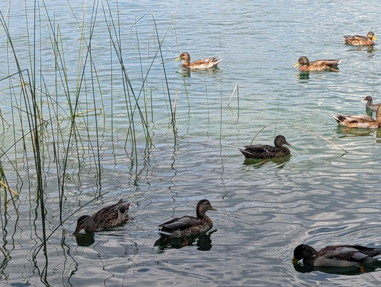 A pond, some reeds, eight ducks floating lazily.

Photo: Brad Rubenstein (2025)