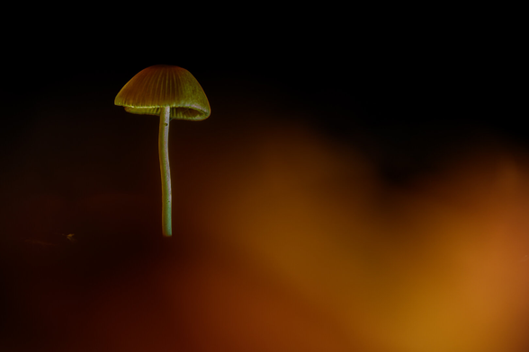 Pilz in unscharf abgebildeten orangenen Blättern