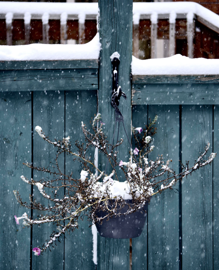 Snow falling on a hanging basket with dried stems, but some pink flowers, on a blue fence.