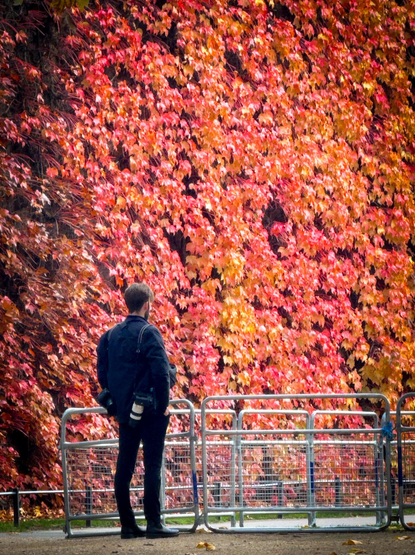 A cameraman stands by a fence contemplating the mass of colourful Virgina Creeper on a tall wall.