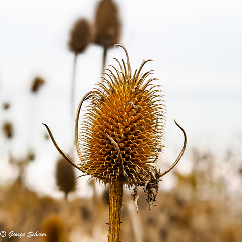 Close up of the dried cone of a Wild Teasel flower.  The cylindrical cone is light brown, with many hard, sharp bracts covering the cone.  The cone is on a brown stalk.  The background is a bright white out of focus sky.