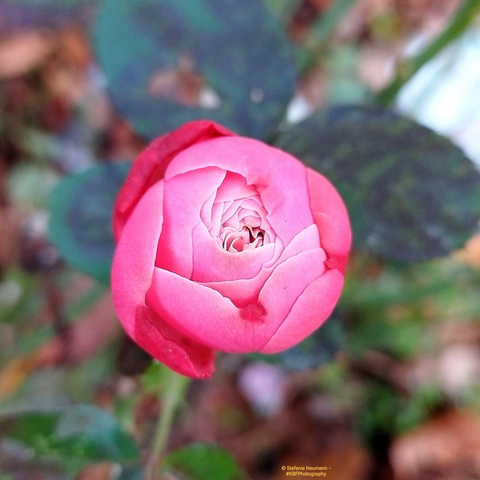 A close-up of a pink peony bud.

© Stefanie Neumann - #KBFPhotography