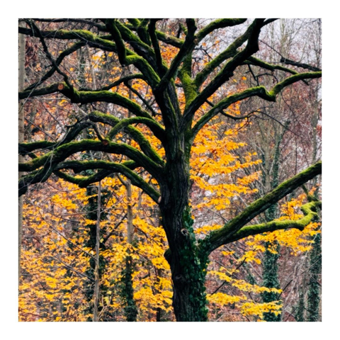 Im Vordergrund ein kahler bemooster Baum und dahinter orangenes Laub an anderen Bäumen 
