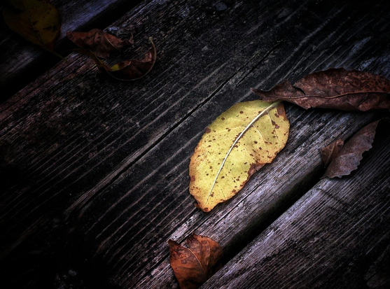 A bright yellow leaf with brown spots on it sits with other faded and curled leaves on a wood deck.