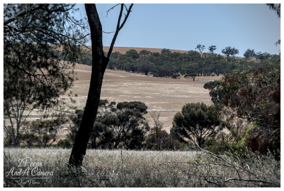 A view from Wirrabara Cemetery, framed by dark trees and scrub in the foreground, looking out over a dry, golden brown open field toward a treeline and rolling hills under a clear blue sky.
