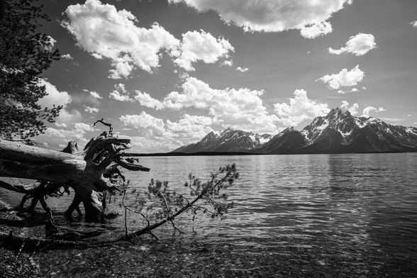 The waters at the shore of Jackson Lake. On the left, a fallen tree and a pine branch, and in the distance, the Teton Range, with Mount Moran most prominently in the background.