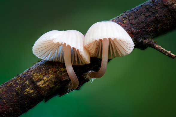 A macro photograph of 2 small mushrooms on a tree branch. The small, white mushrooms are pressed right up against each other, and the branch cuts a diagonal line through the frame. The background is filled with the deep greens of the forest.