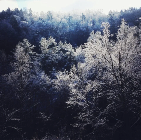 A low-angle shot of a dense, forested hillside, where every branch and tree is heavily coated in sparkling white snow and ice. The trees in the foreground are cast in deep, cool-toned shadow, while bright sunlight illuminates the ice-covered canopy at the top of the hill, creating a sharp, glowing contrast.