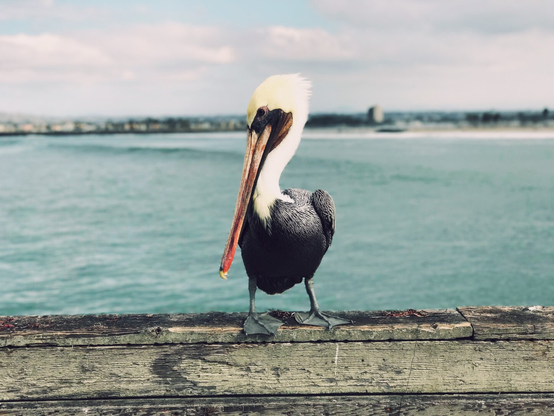 A close-up, eye-level shot of a brown pelican standing on the weathered wooden railing of a pier. The pelican faces forward, its head tilted down slightly, showing off its long, reddish-orange bill. Its head is covered in pale yellow feathers, and its body is a mix of dark gray and brown. In the background, the turquoise ocean water is slightly blurred, with a distant, hazy coastline visible under a partly cloudy sky.