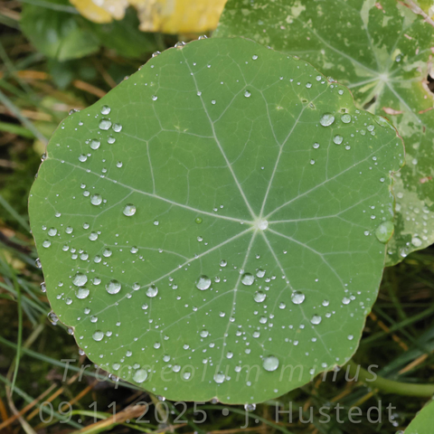 Grünes, schildförmiges rundes Laubblatt mit hellen Blattadern, auf seiner Oberfläche sind kleine Wassertropfen zu sehen