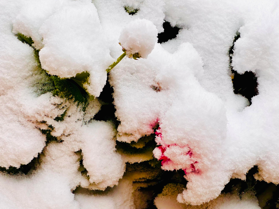 Powdery snow topped on a garden has bits of green foliage and some pink petals peeking through, with an accumulation of snow on a small flower stem resembling a tiny snowball.

Some deep, dark parts in the background look soft—and slightly muddy—against the overall texture of toppings (being granular and crisp).