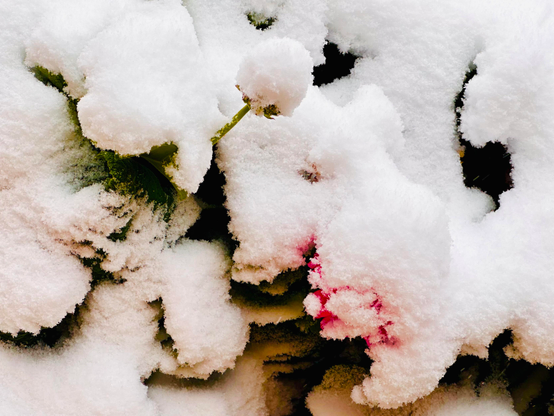 Powdery snow topped on a garden has bits of green foliage and some pink petals peeking through, with an accumulation of snow on a small flower stem resembling a tiny snowball.

Some deep, dark parts in the background look soft—and slightly muddy—against the overall texture of toppings (being granular and crisp).