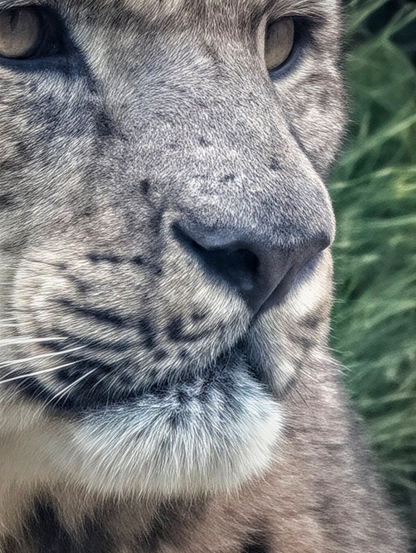 A very tight, detailed, close-up portrait of a snow leopard's face, focusing on its right side. The animal's thick, grey-white spotted fur, dark eyes, and powerful nose are clearly visible. The texture of the whiskers and the soft fur under the chin contrast with the subtle dark spots on its muzzle. The background is a soft, out-of-focus green and brown, suggesting foliage.