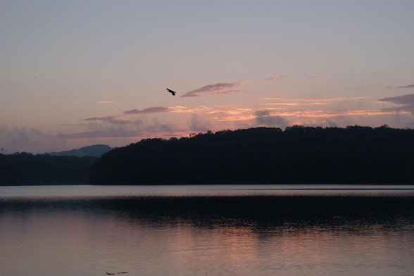 A lakeview at dawn as the sun is trying to show above the woods. The clouds are pink and the sky is very lightly blue, which are reflected on the water. A bird, possibly a crow flies high.