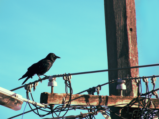A photo of a close up of a raven perching on a telephone pole. It is looking to the right. The colours make it look kind of vintage. The sky is completely clear and solid light blue. 