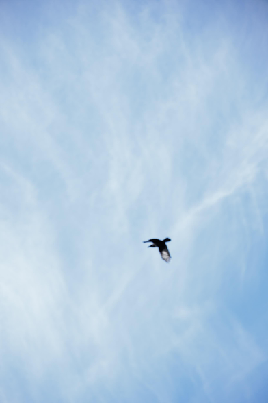 A blurry silhouette of a bird in flight against a soft blue sky with wispy clouds.