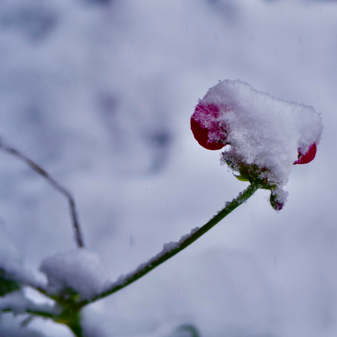 Snowfall covering some flowers and plants in sections of a garden.