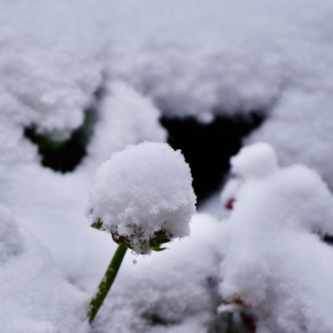 Snowfall covering some flowers and plants in sections of a garden.
